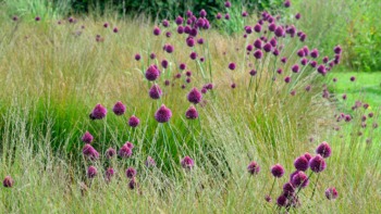 © Conall Alliums in Hillsborough Gardens